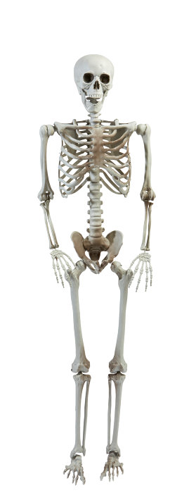 Hængende skelet 160 cm